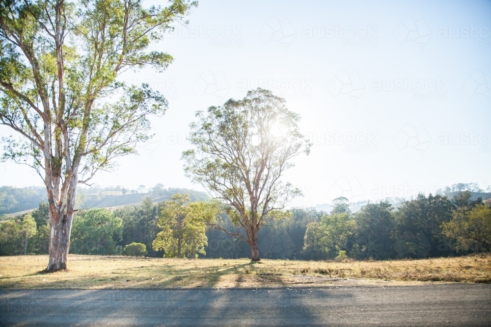 Sunlight shining through gum tree beside sealed country road - Australian Stock Image