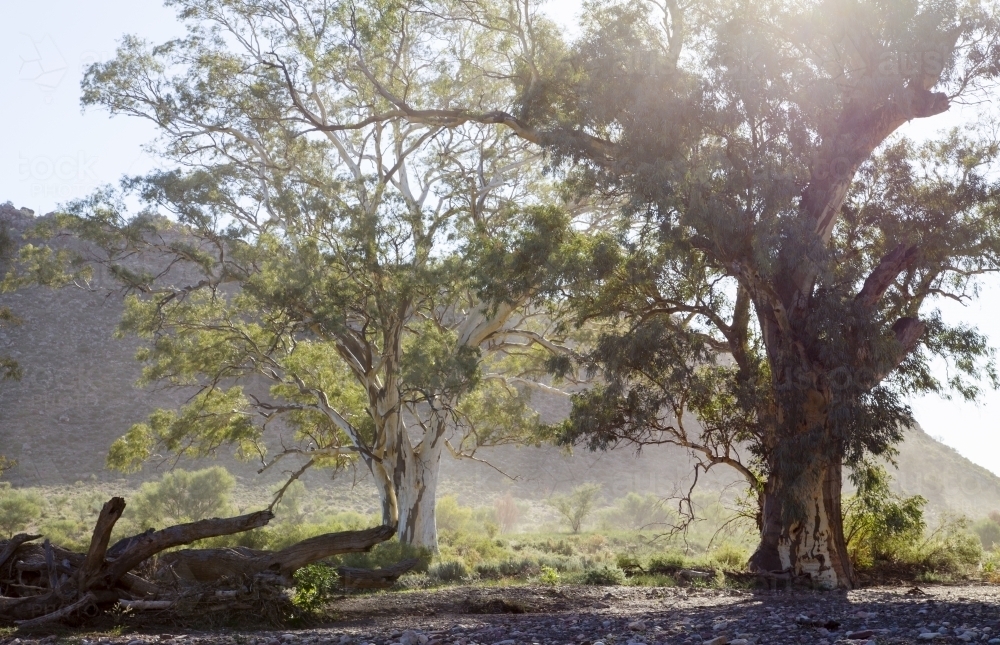 Sunlight shining through gum trees and dust - Australian Stock Image