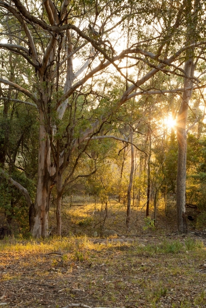 Sunlight shining through gum trees on a farm - Australian Stock Image