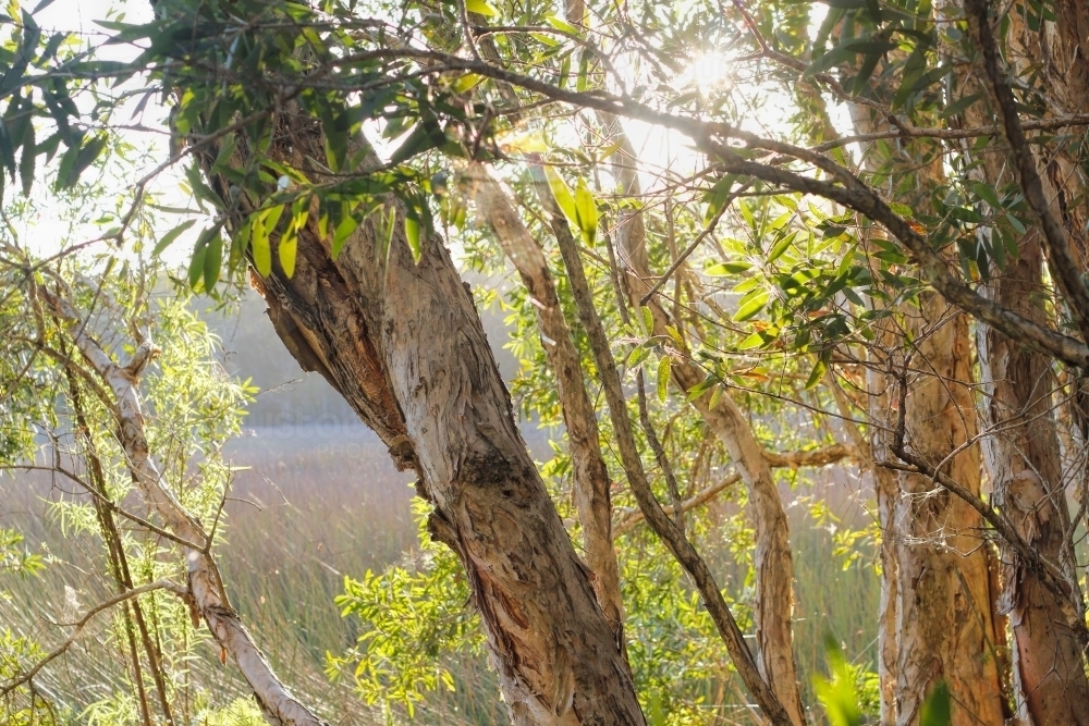 Sunlight shining through gumtrees in bushland - Australian Stock Image