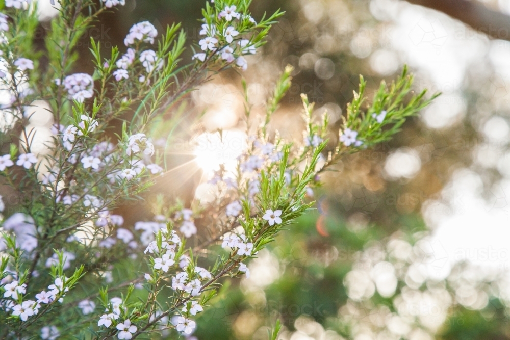 Sunlight shining through leaves and flowers on green bush - Australian Stock Image