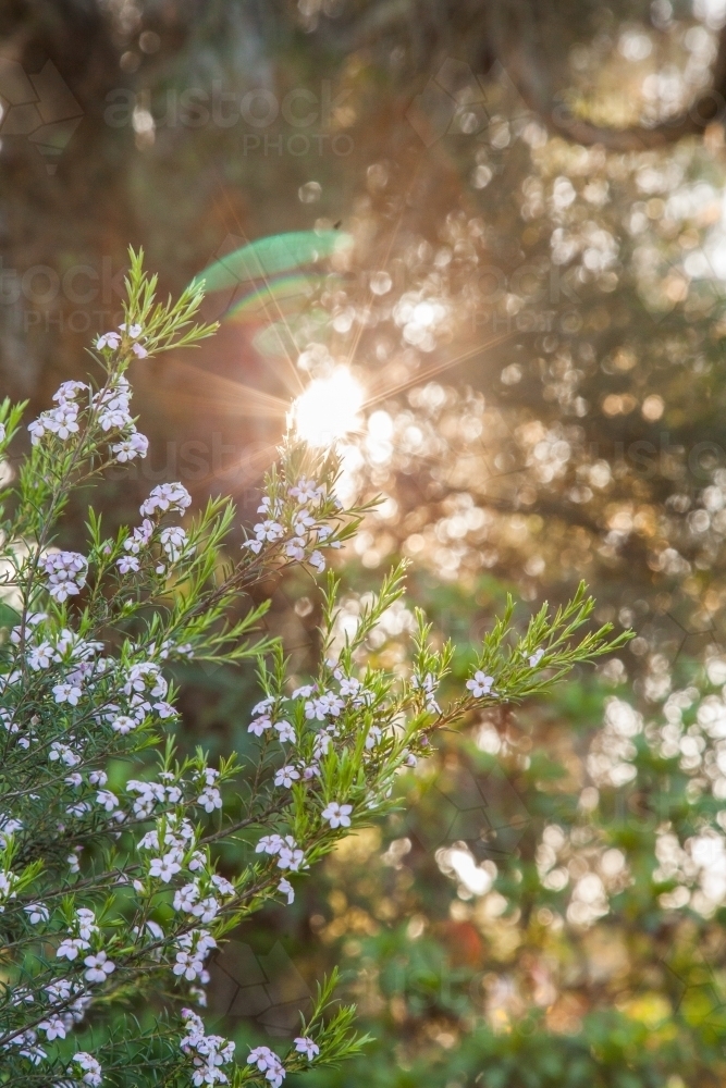 Sunlight shining through leaves and flowers on green bush - Australian Stock Image
