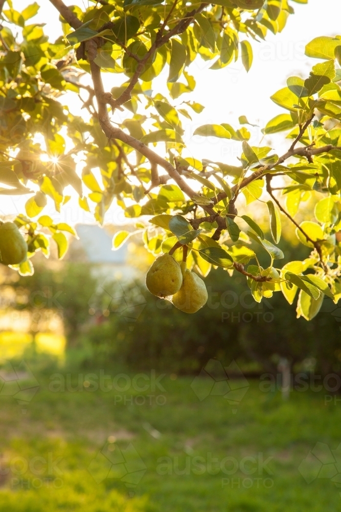 Sunlight shining through leaves of a pear tree with fruit - Australian Stock Image