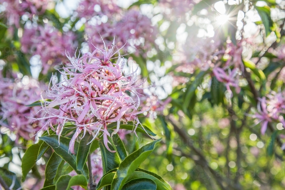 Sunlight shining through leaves on bush of pretty pink flowers - Australian Stock Image