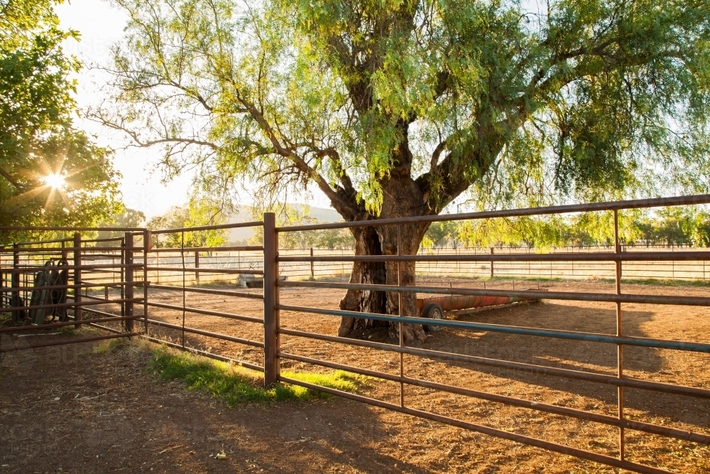 Sunlight shining through peppercorn tree in cattle yards on farm - Australian Stock Image