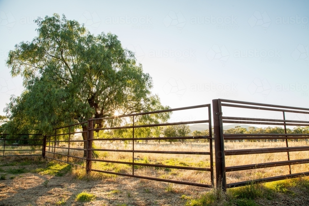 Sunlight shining through peppercorn tree in cattle yards on farm - Australian Stock Image
