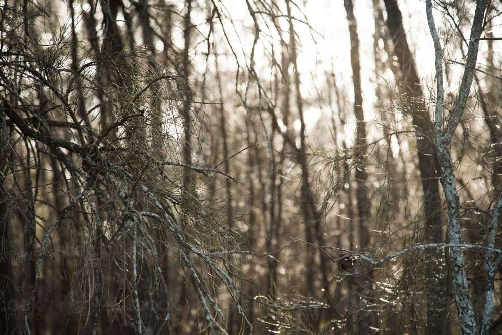 Sunlight shining through she-oak casuarina trees in a forest - Australian Stock Image