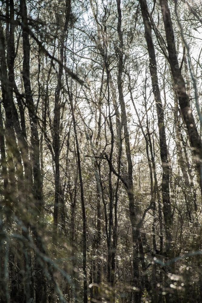 Sunlight shining through she-oak casuarina trees in a forest - Australian Stock Image