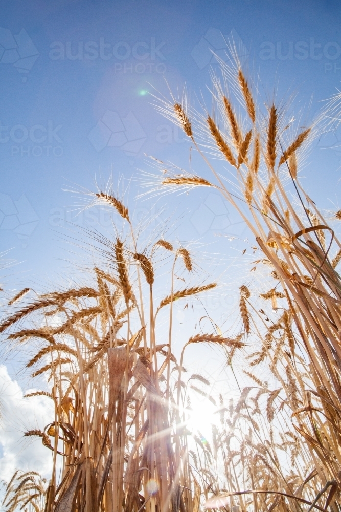 Sunlight shining through stalks of bearded wheat crop - Australian Stock Image