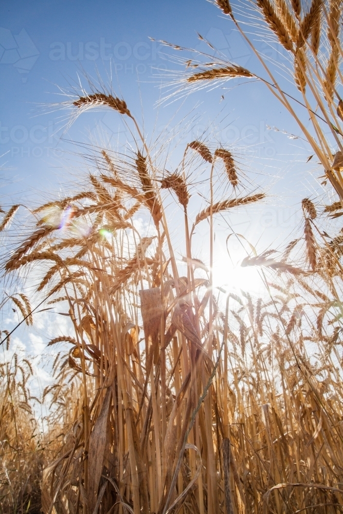 Sunlight shining through stalks of bearded wheat crop - Australian Stock Image
