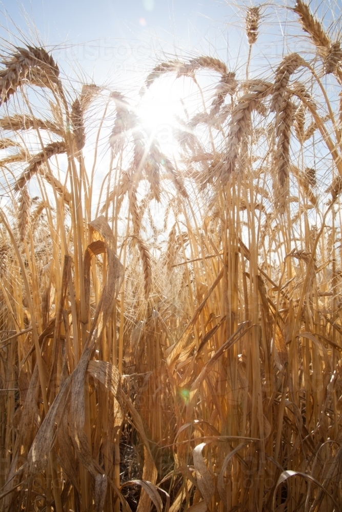 Sunlight shining through stalks of bearded wheat crop - Australian Stock Image