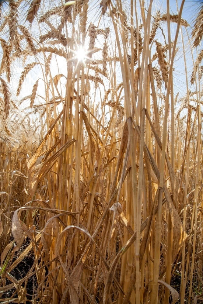 Sunlight shining through stalks of bearded wheat crop - Australian Stock Image