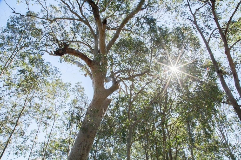 Sunlight shining through tall spotted gum trees in the bush - Australian Stock Image