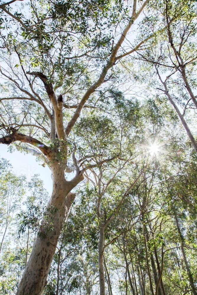 Image of Sunlight shining through tall spotted gum trees in the bush