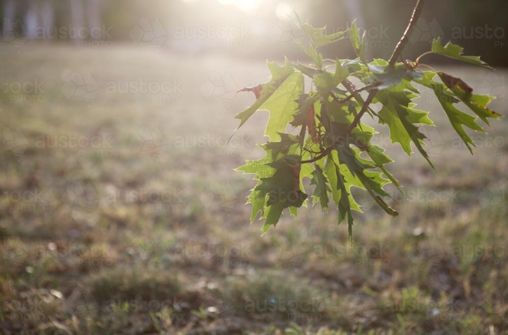 Sunlight shining through the leaves of an oak tree at sunset - Australian Stock Image