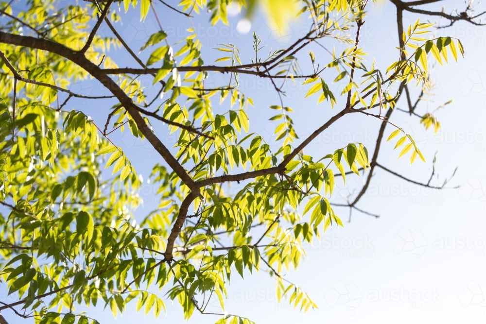 Sunlight shining through tree leaves and branches with blue sky - Australian Stock Image
