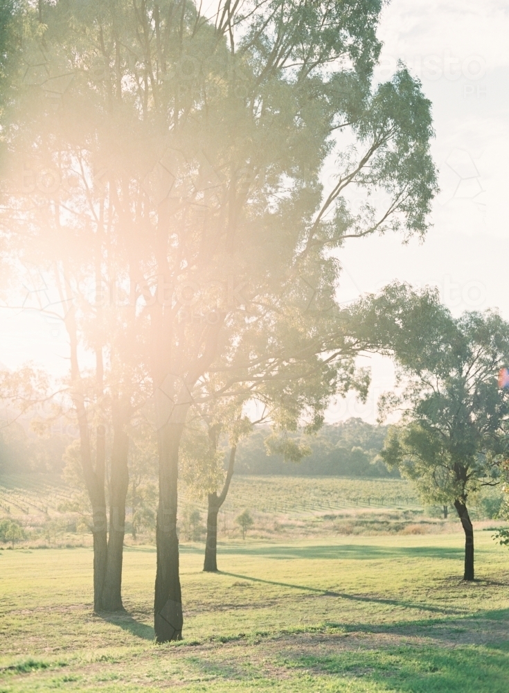 Sunlight shining through trees - Australian Stock Image