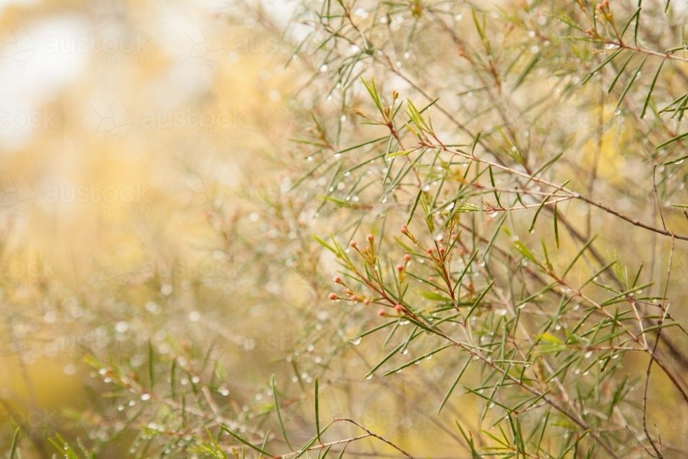 Sunlight sparkling on water drops on leaves of a native bush after rain - Australian Stock Image