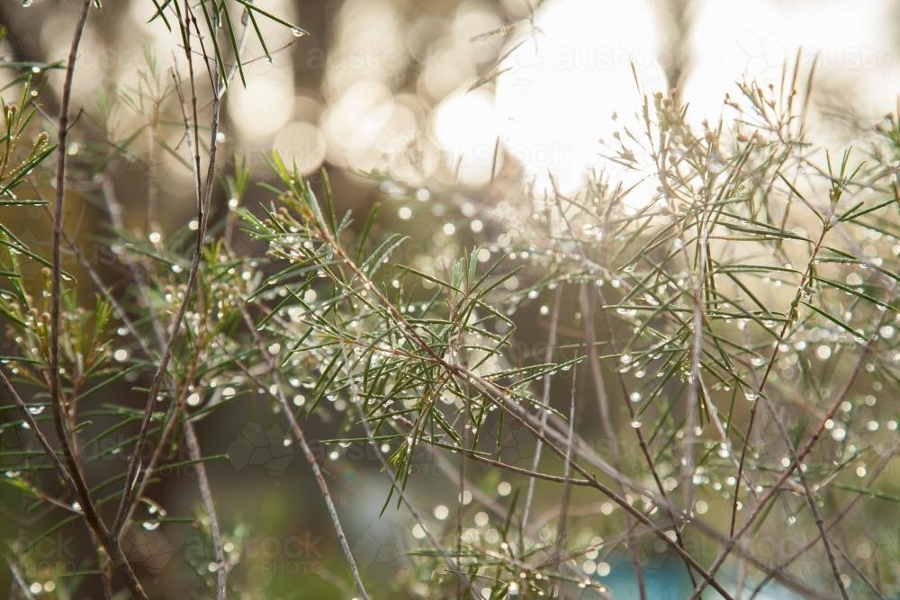 Sunlight sparkling on water drops on leaves of a native bush after rain - Australian Stock Image