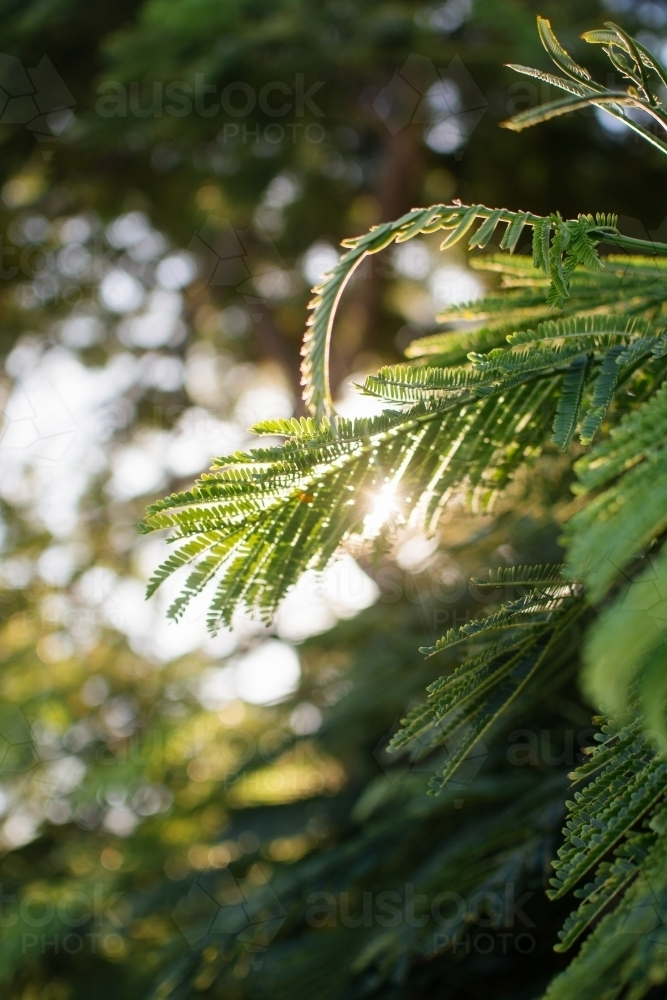 Sunlight streaming through leaves - Australian Stock Image