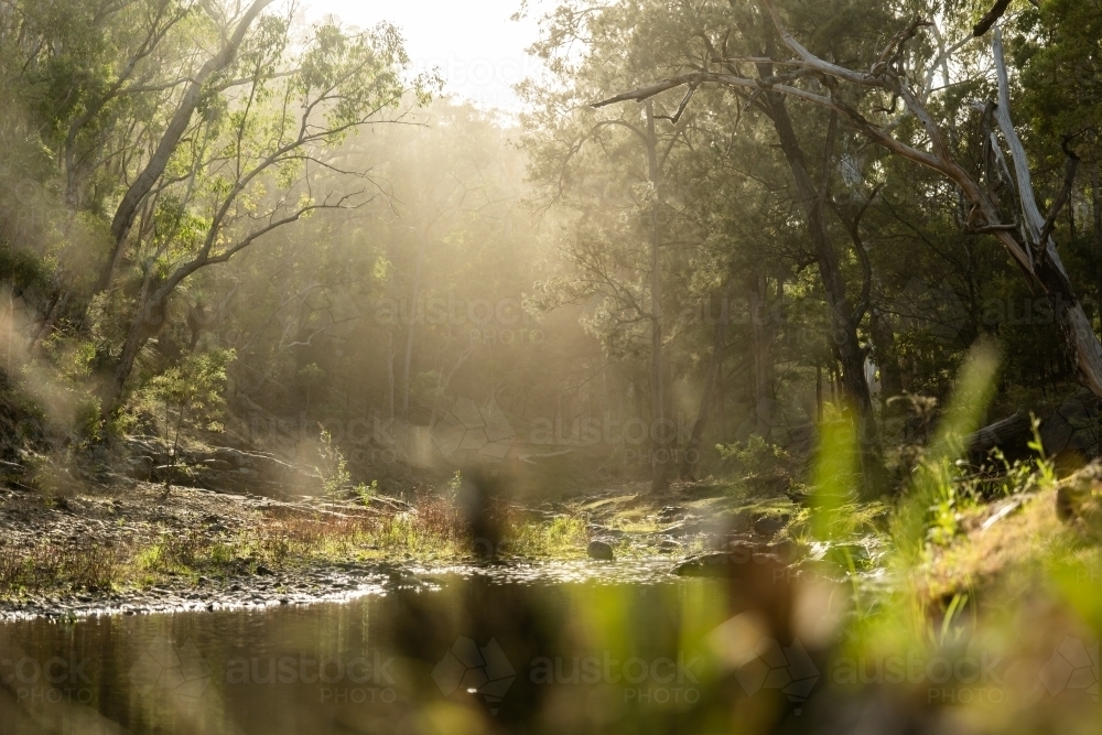 sunlight though the trees and forest beside a creek - Australian Stock Image