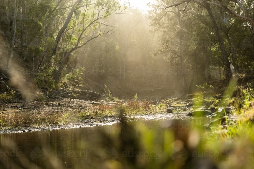 sunlight though the trees and forest beside a creek - Australian Stock Image