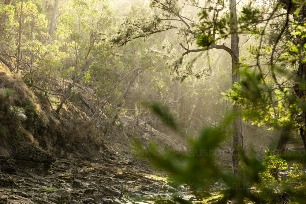 sunlight though the trees and forest beside a creek - Australian Stock Image
