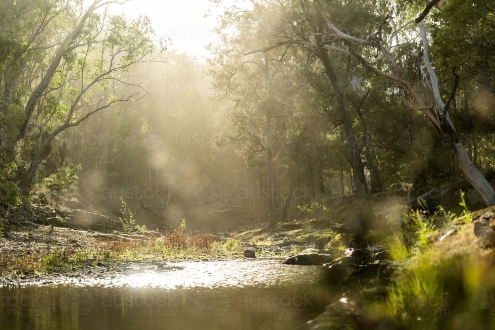sunlight though the trees and forest beside a creek - Australian Stock Image