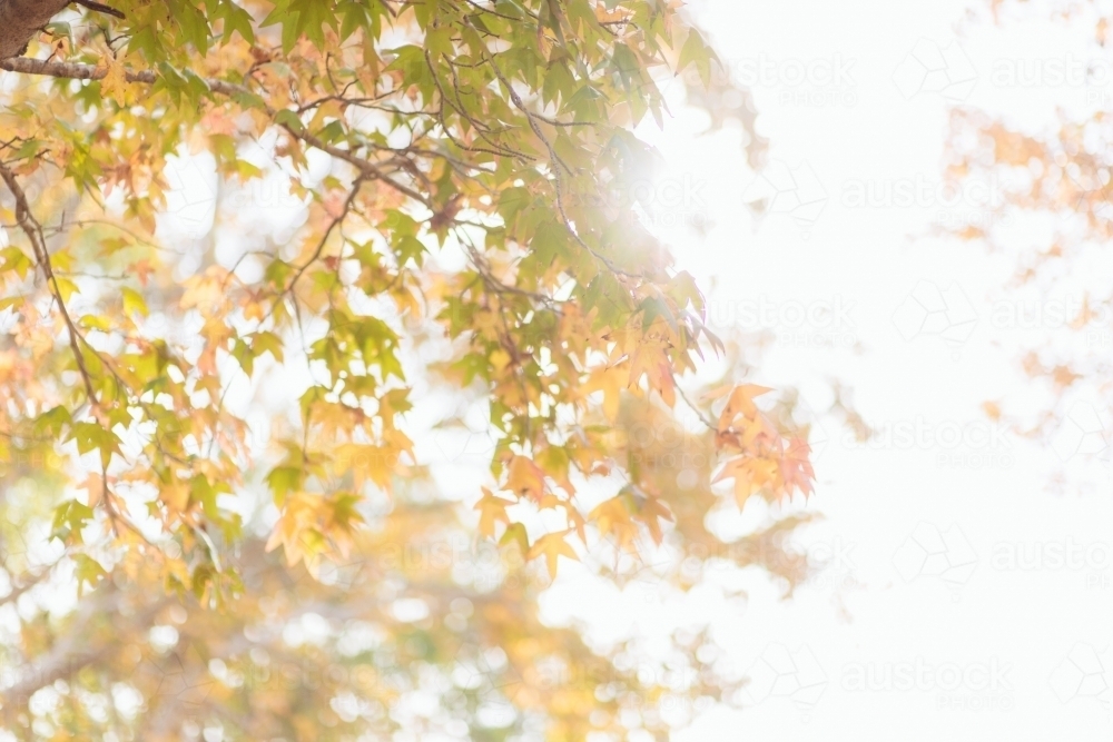 Sunlight through autumn leaves on maple tree - Australian Stock Image