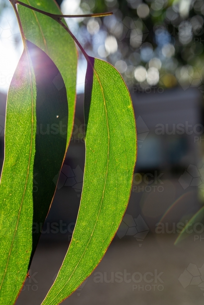 Image of Sunlight through eucalyptus leaves Austockphoto