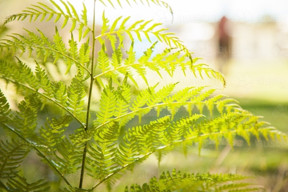 Sunlight through green fern - Australian Stock Image