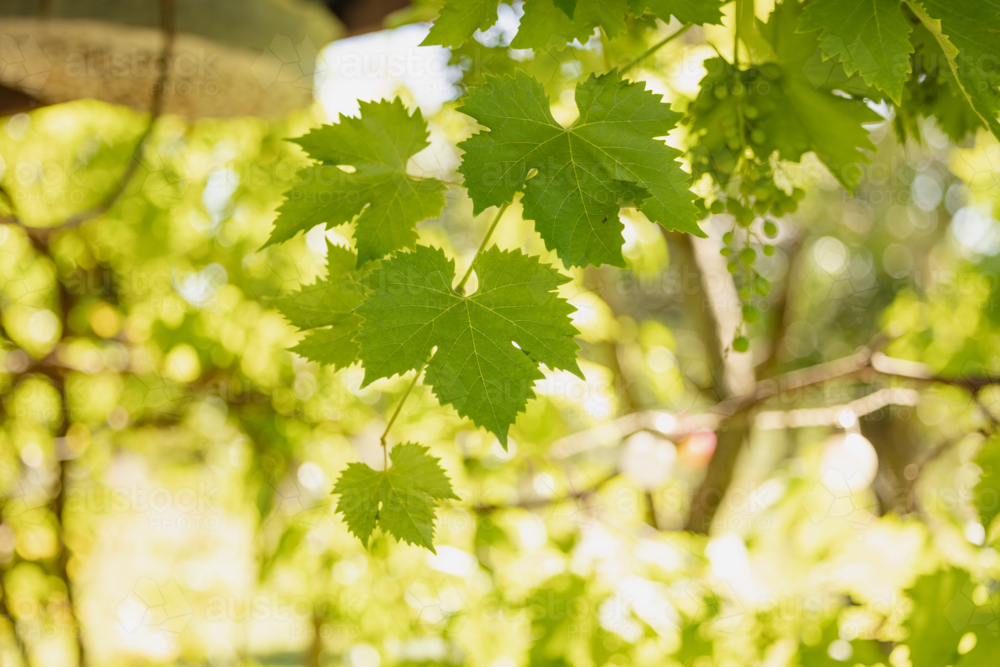 Image of Sunlight through green grape leaves in vineyard - Austockphoto