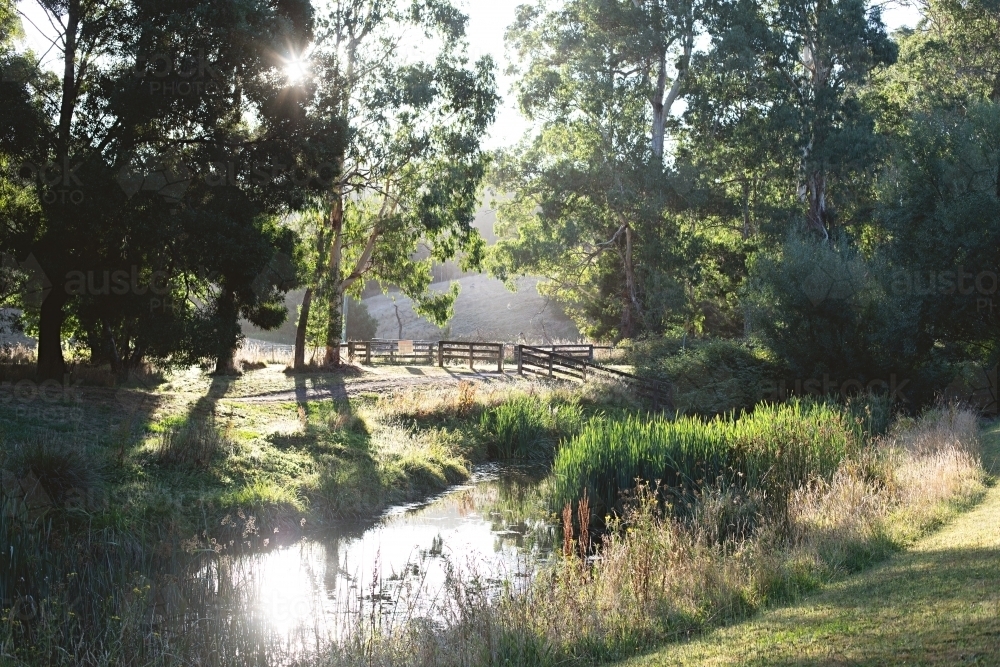 Sunlight through the trees to a creek at sunset in Forrest - Australian Stock Image