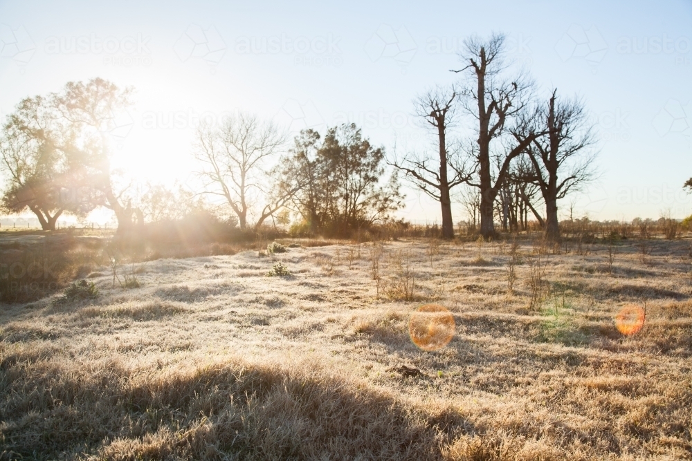 Sunlight through trees and frosty grass in paddock - Australian Stock Image