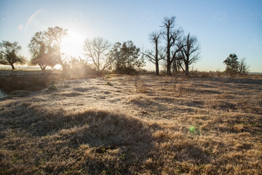 Sunlight through trees and frosty grass in paddock - Australian Stock Image