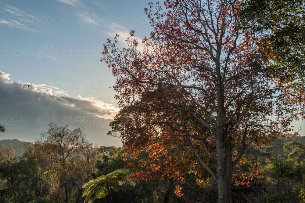 Sunlight through trees - Australian Stock Image