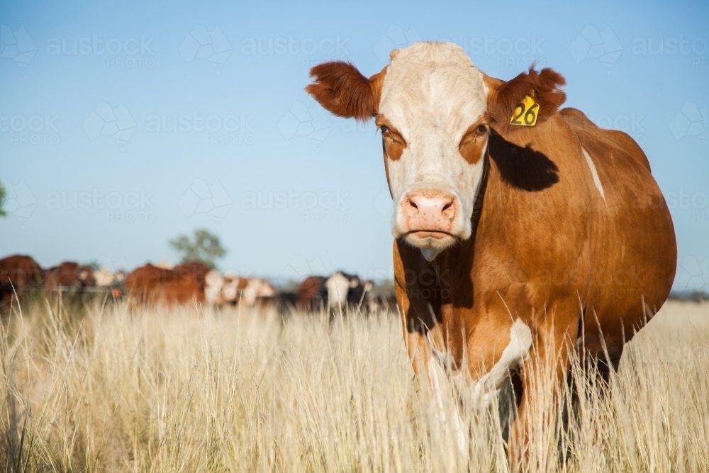 Sunlit cattle on farm with copy space - Australian Stock Image