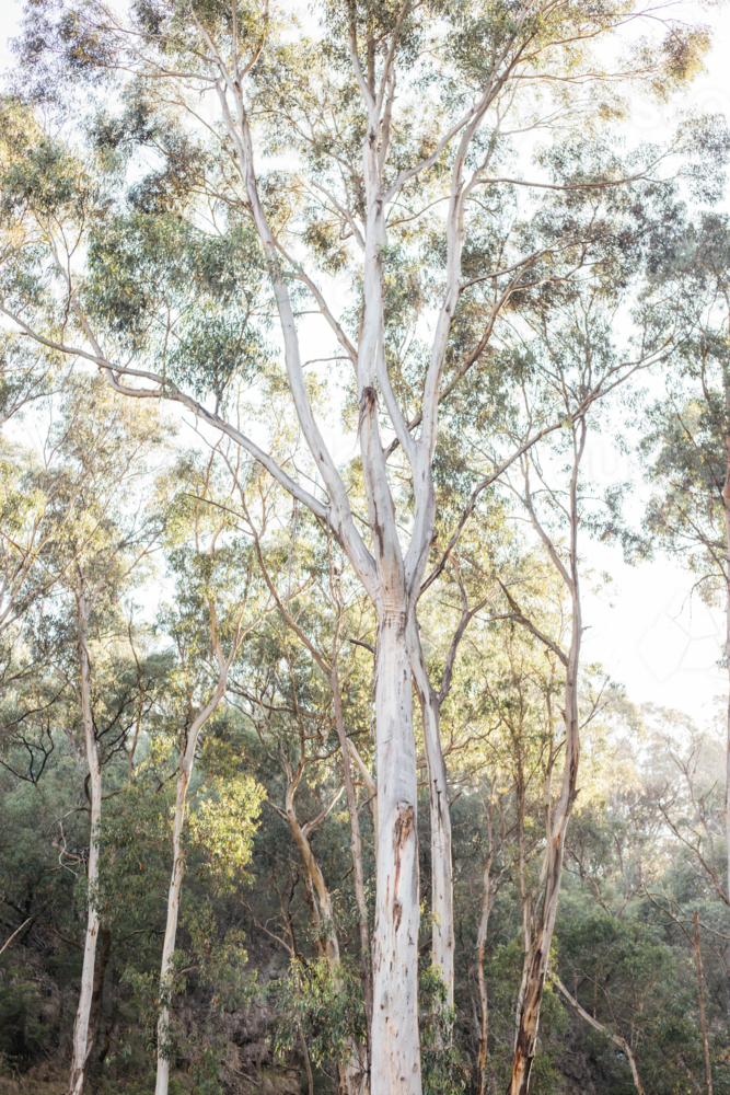 Sunlit Eucalyptus Tree in the Australian Bush - Australian Stock Image