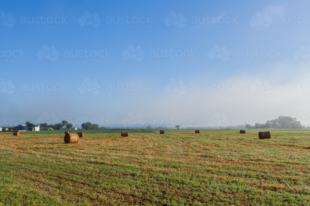 Image of Sunlit farm paddock filled with round hay bales in rural ...