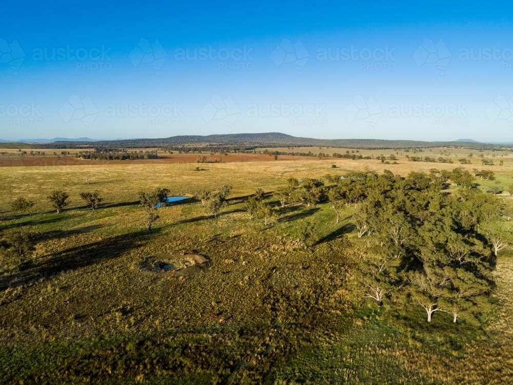 Fram Paddock Image of Sunlit farm paddock with gum trees and and dam with low water ...