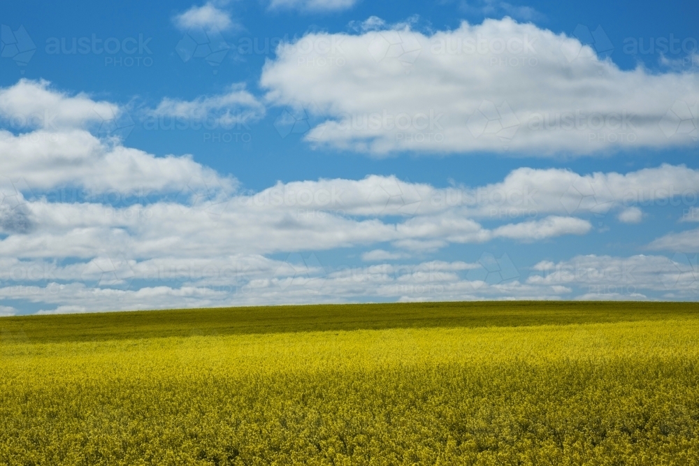 Sunlit flowering canola field with blue sky and white clouds - Australian Stock Image
