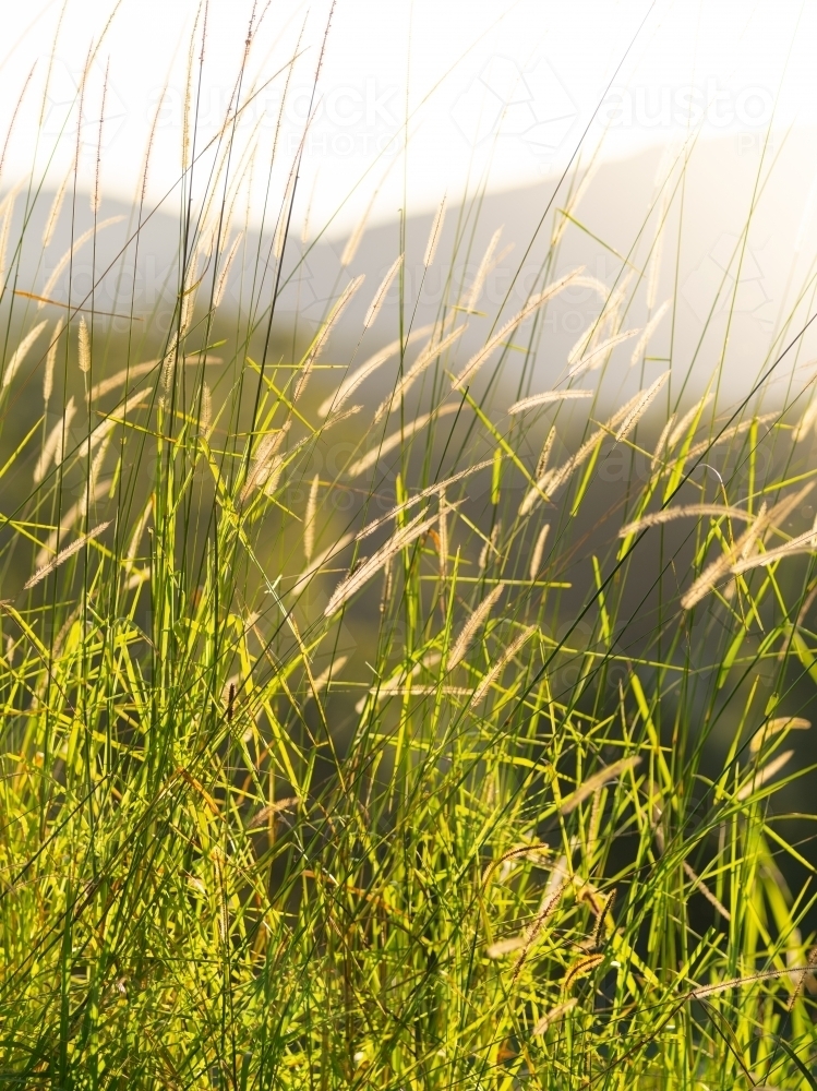 Sunlit grass stalks - Australian Stock Image