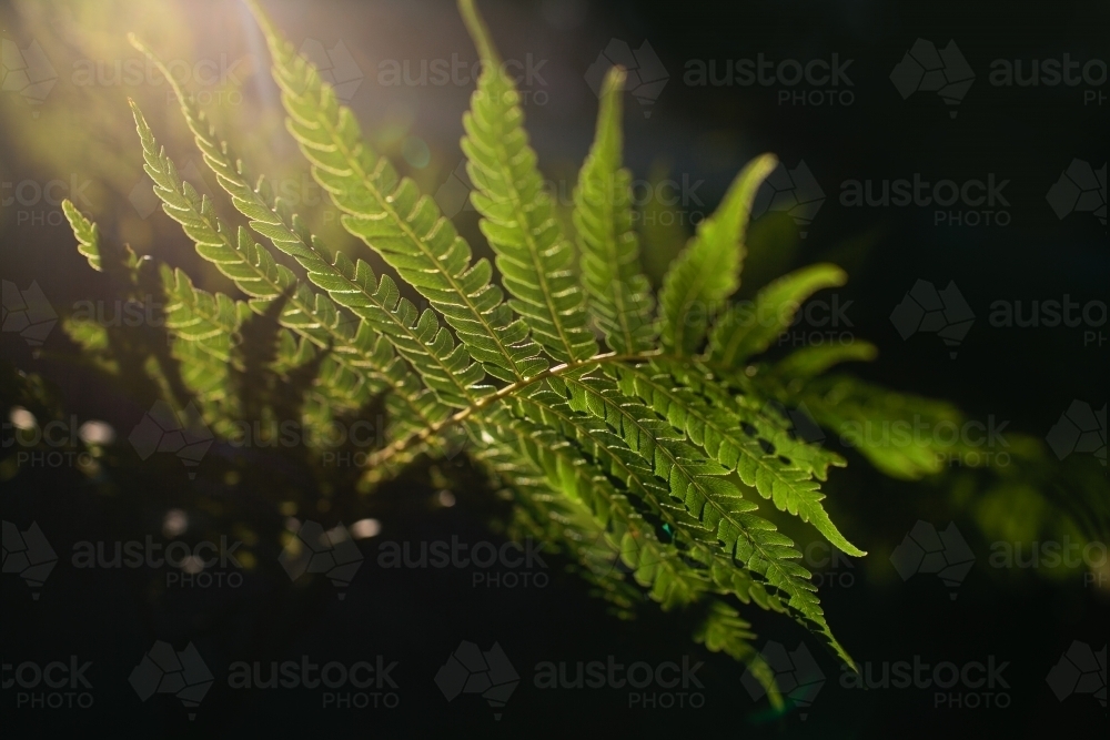 Sunlit green fern - Australian Stock Image