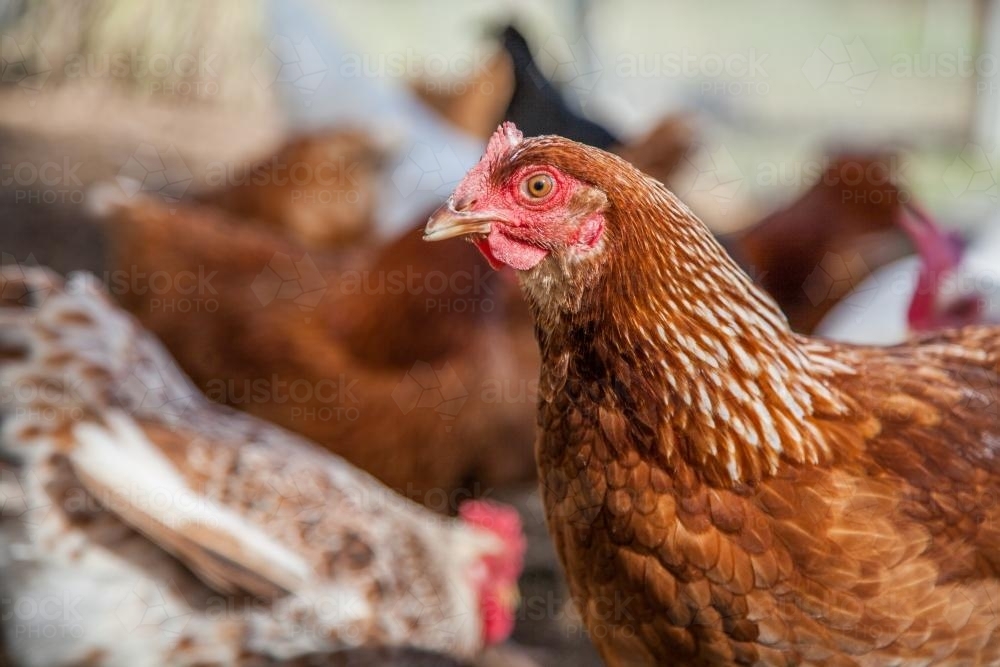 Sunlit Isa Brown laying hen close up - Australian Stock Image