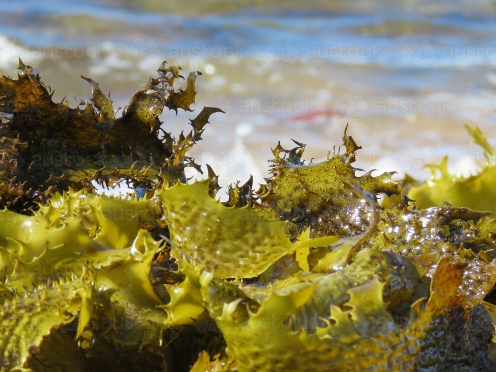Sunlit kelp thrown up by waves - Australian Stock Image