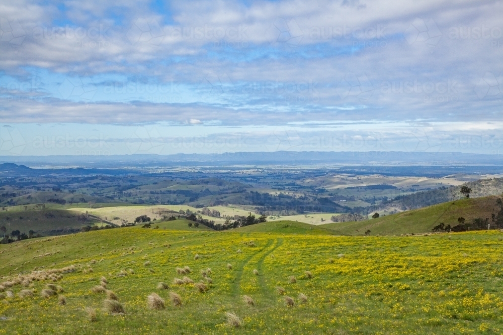 Sunlit paddock with golden fireweed growing in the hills - Australian Stock Image