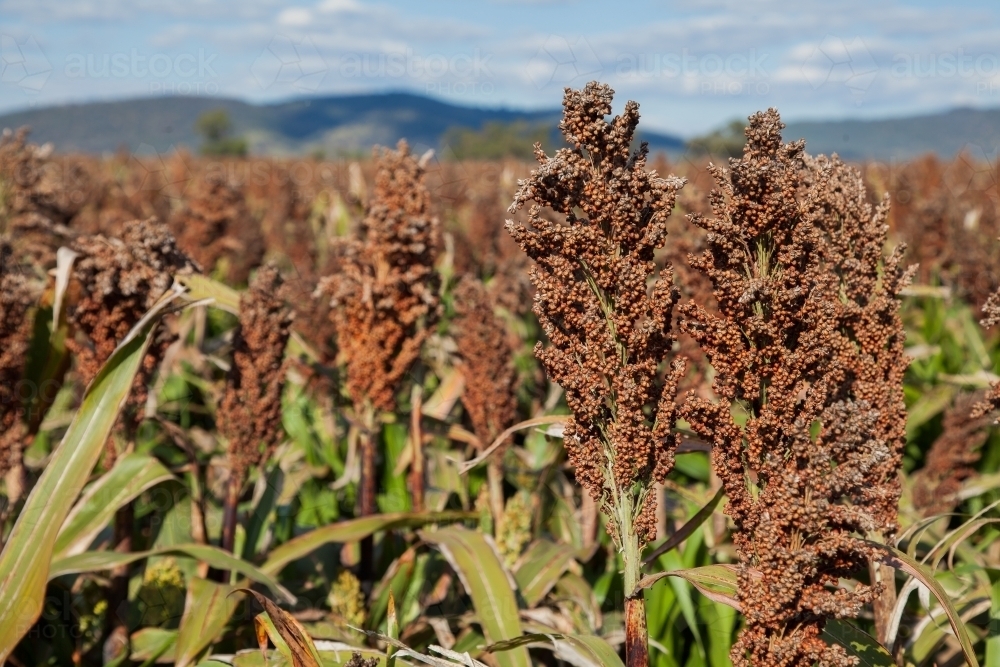 Sunlit seed heads in a row of sorghum crops - Australian Stock Image