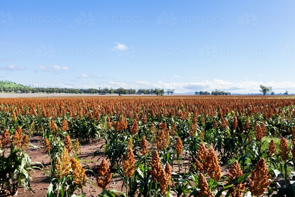 Sunlit sorghum crop with red seed heads growing in paddock under blue Australian sky - Australian Stock Image
