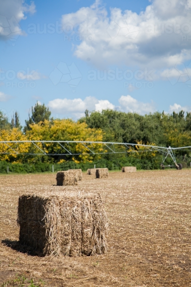 Sunlit square hay bale in paddock - Australian Stock Image
