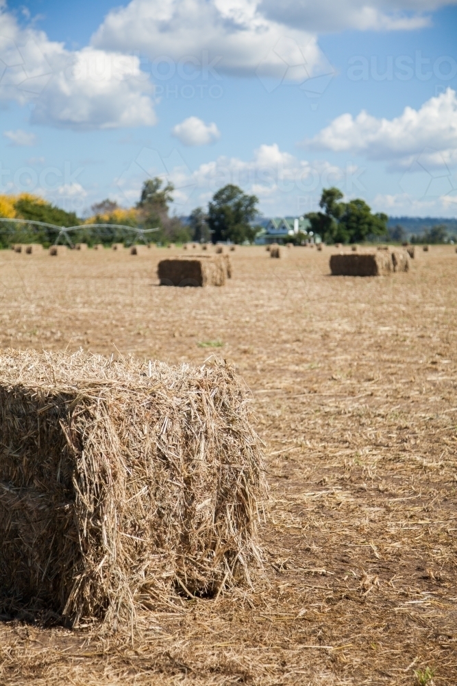 Sunlit square hay bale in paddock - Australian Stock Image